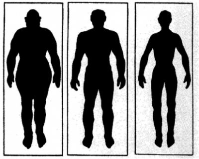 De verschillende lichaamstypen